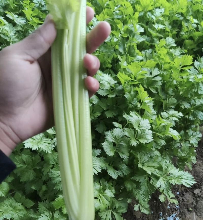 山东高青-精品法国皇后西芹芹菜-物流全国。可以视频看货