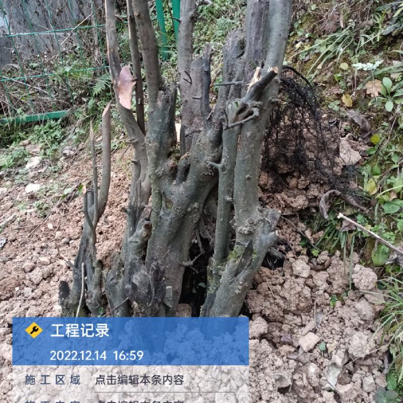 下山桩金蛋子