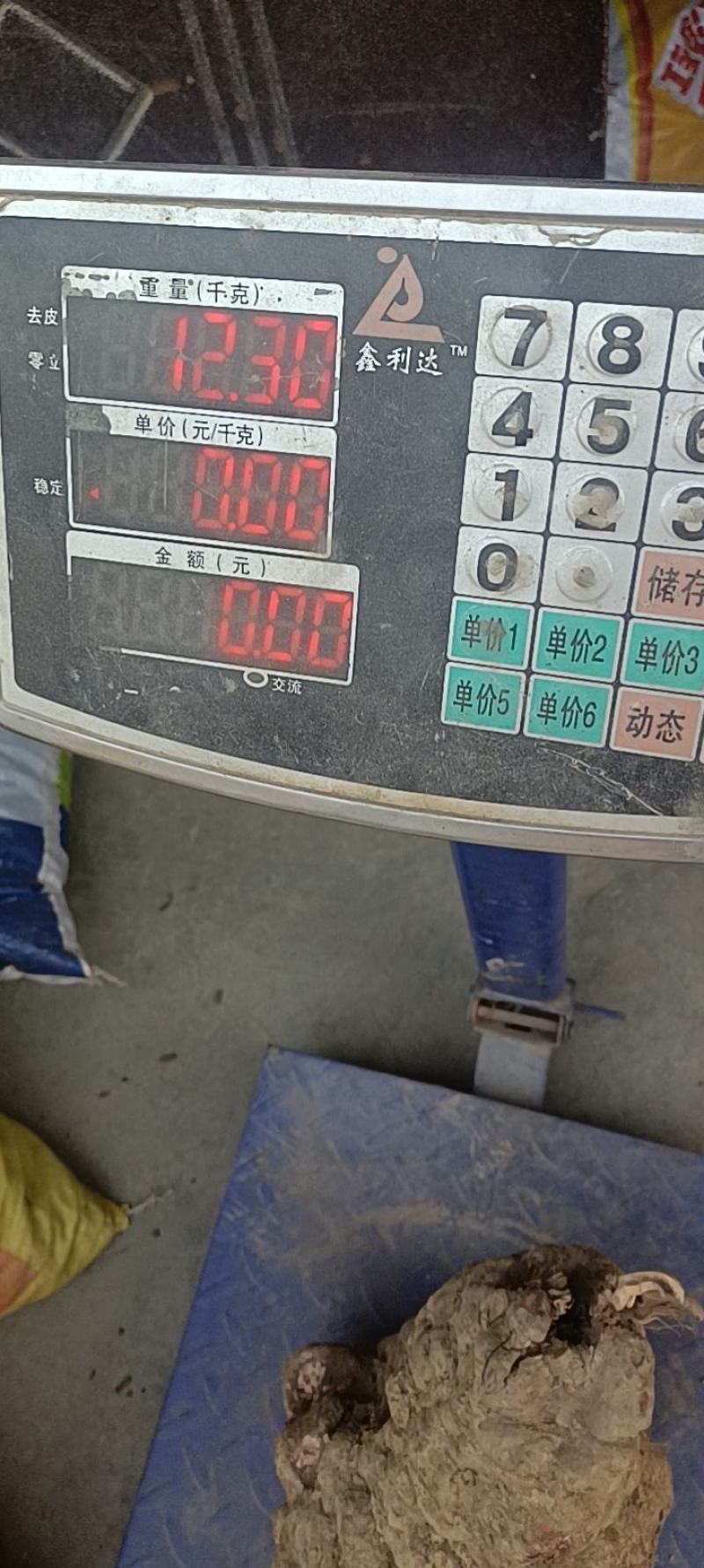 12斤野生何首乌