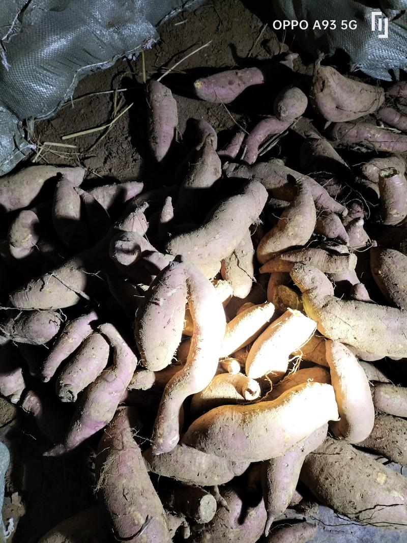 山东烟薯基地红薯产地直销价格，货源充足，质量保证