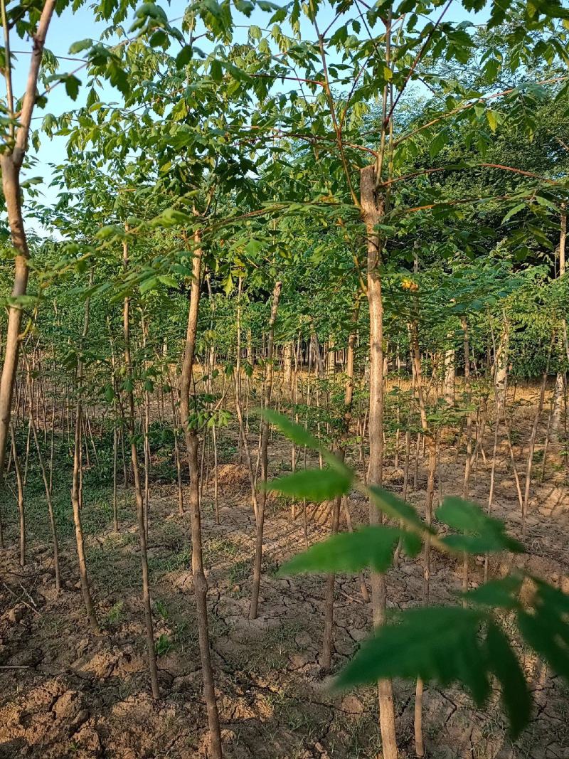 栾树3公分5公分8公分10公分规格齐全