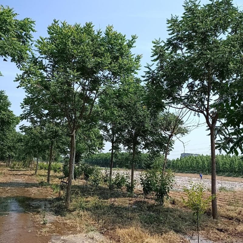 栾树3公分5公分8公分10公分规格齐全
