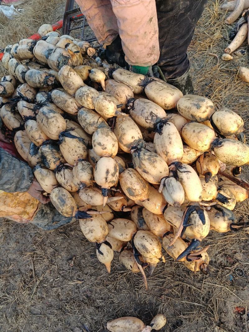 莲藕，现挖的莲藕，条形好，条形好条形好