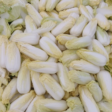 娃娃菜。精品大娃小娃。场地库房齐全。保质保量。欢迎采购。