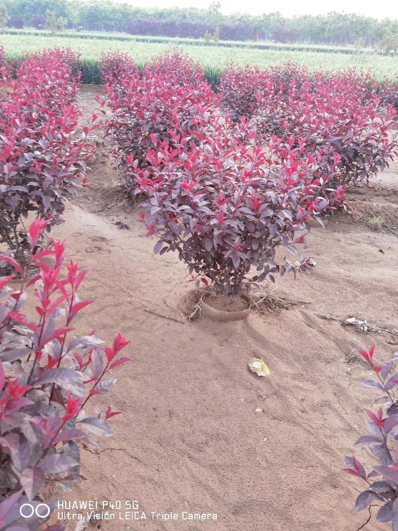 紫叶矮樱苗矮樱花大量批发出售优质苗低价