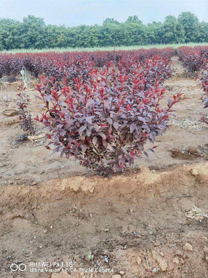紫叶矮樱苗矮樱花大量批发出售优质苗低价