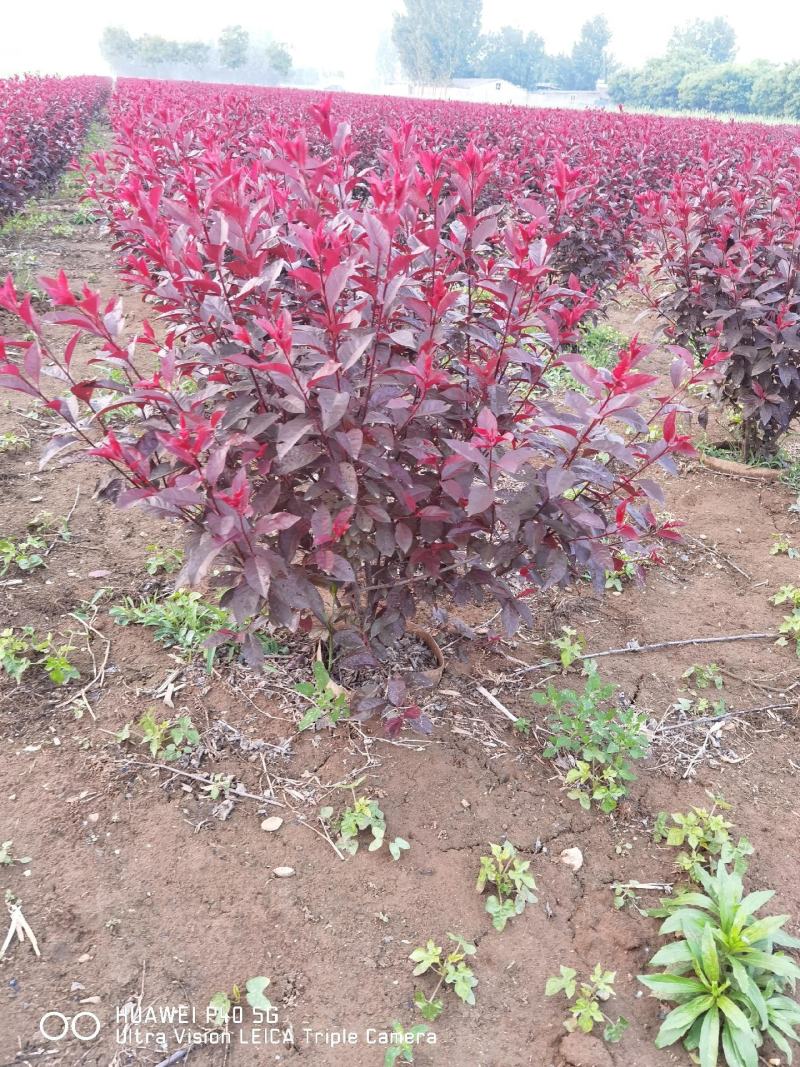 紫叶矮樱苗矮樱花大量批发出售优质苗低价