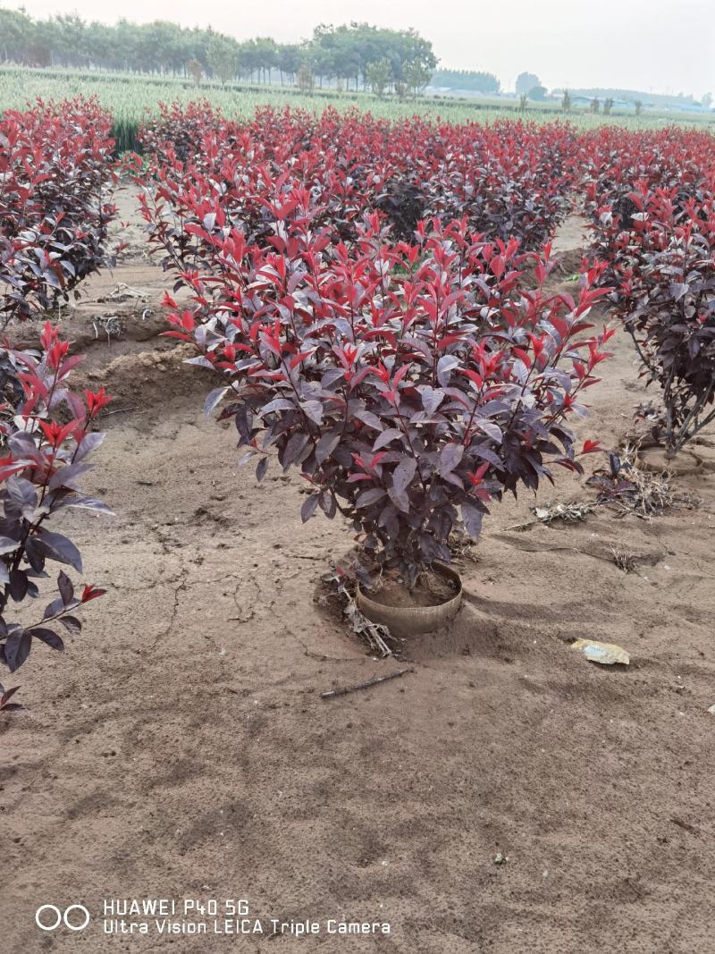紫叶矮樱苗矮樱花大量批发出售优质苗低价