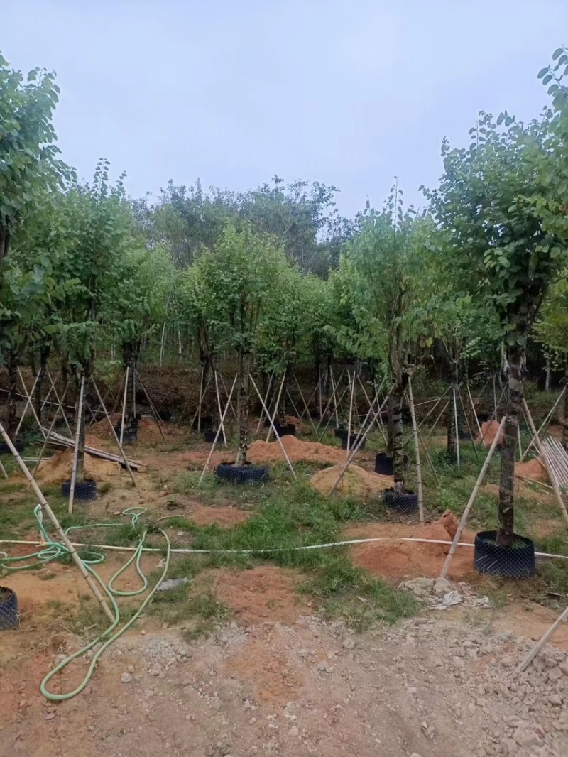 宫粉紫荆，各种规格齐全，大量出售，支持视频看货