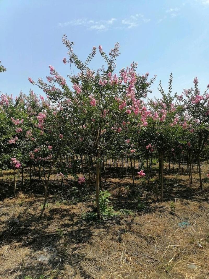 紫薇苗高杆紫薇3公分5公分8公分12公分15公分