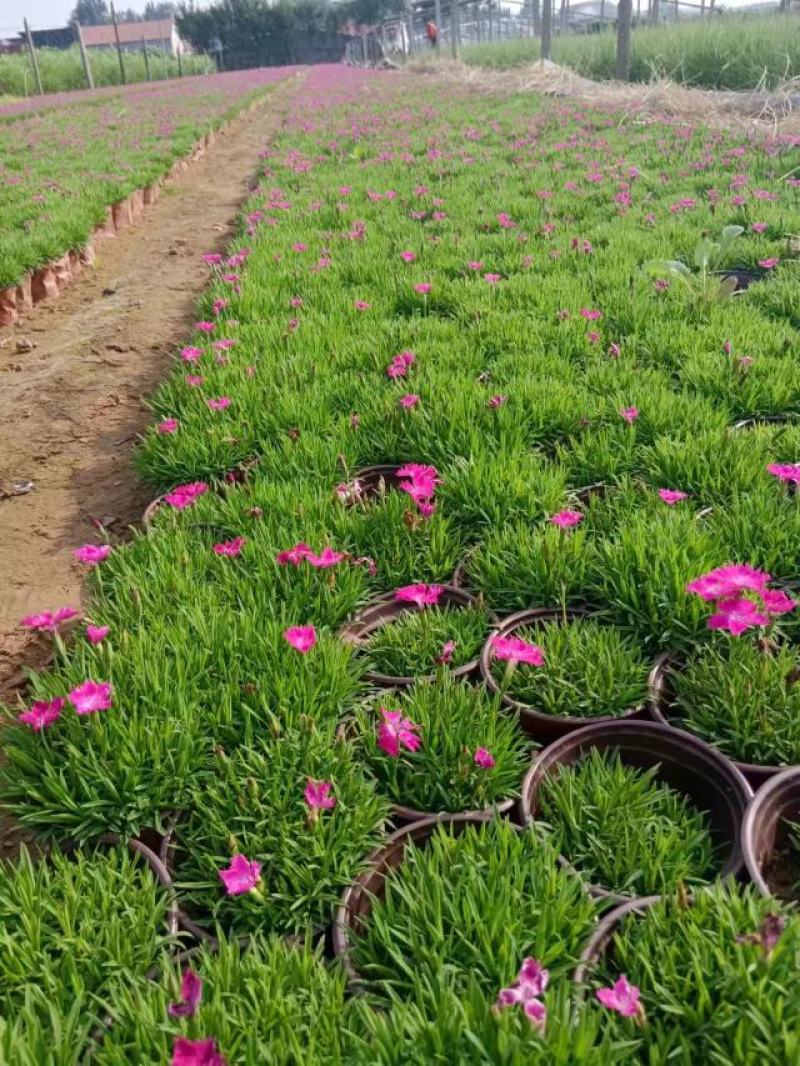 欧石竹耐寒、耐旱、耐贫瘠、好养活,不易生虫害,开花机器