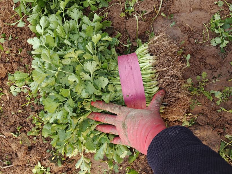 永年大叶香菜精品香菜量大从优欢迎各位老板采购