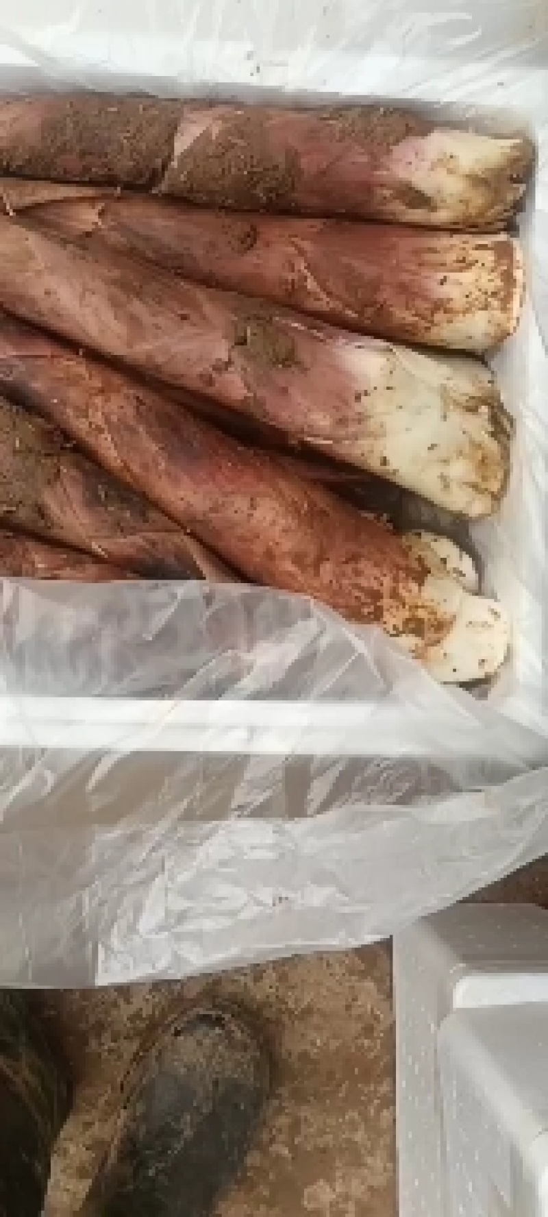 精品雷竹笋，大量上市，欢迎各地老板来电选购
