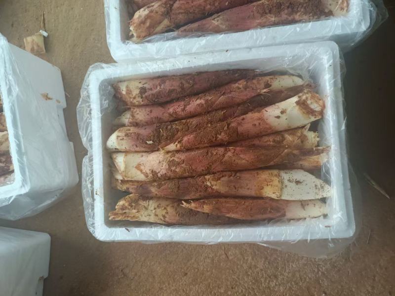精品雷竹笋，大量上市，欢迎各地老板来电选购