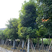 秋枫（重阳木）各种规格齐全，原生苗1.5-2米，移植苗