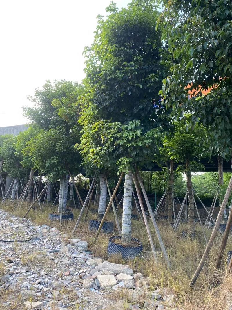 秋枫（重阳木）各种规格齐全，原生苗1.5-2米，移植苗