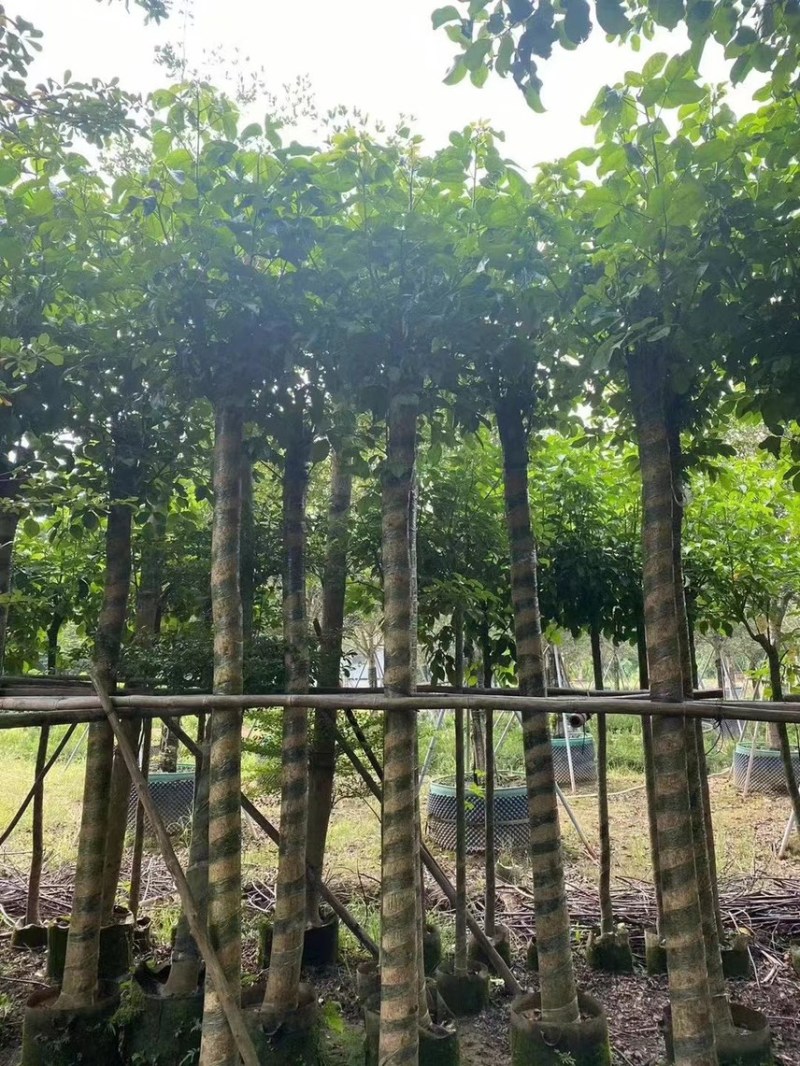 秋枫（重阳木）各种规格齐全，原生苗1.5-2米，移植苗