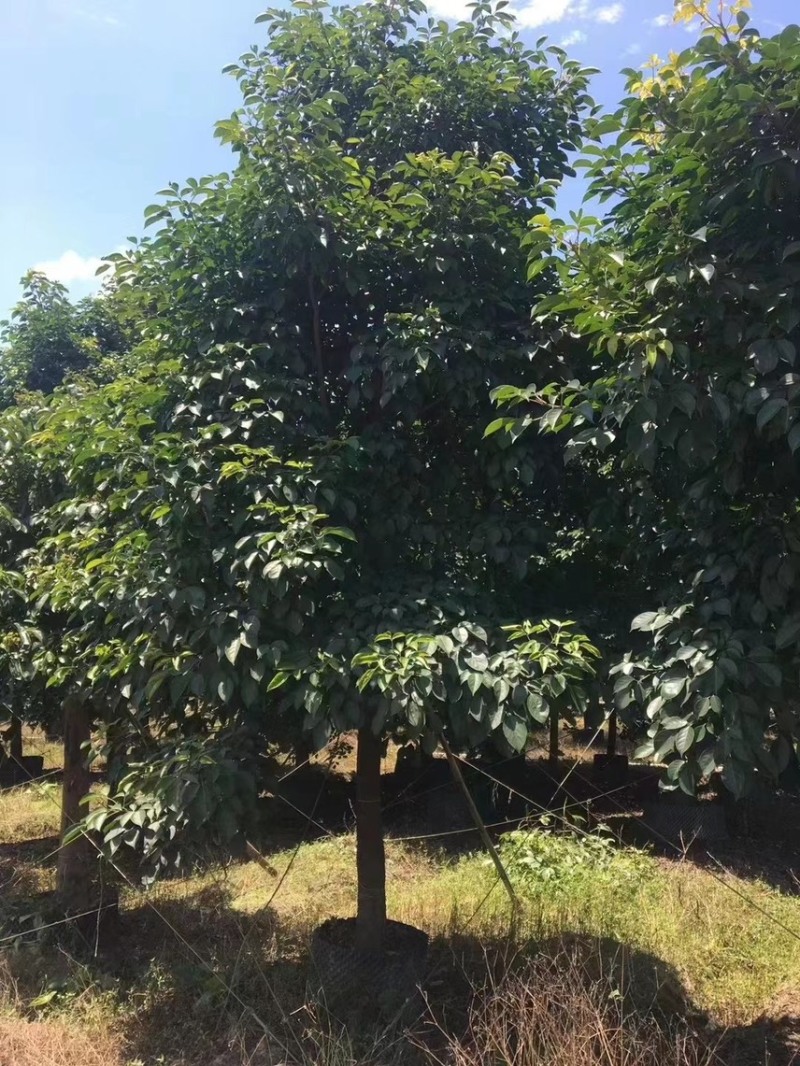 秋枫（重阳木）各种规格齐全，原生苗1.5-2米，移植苗