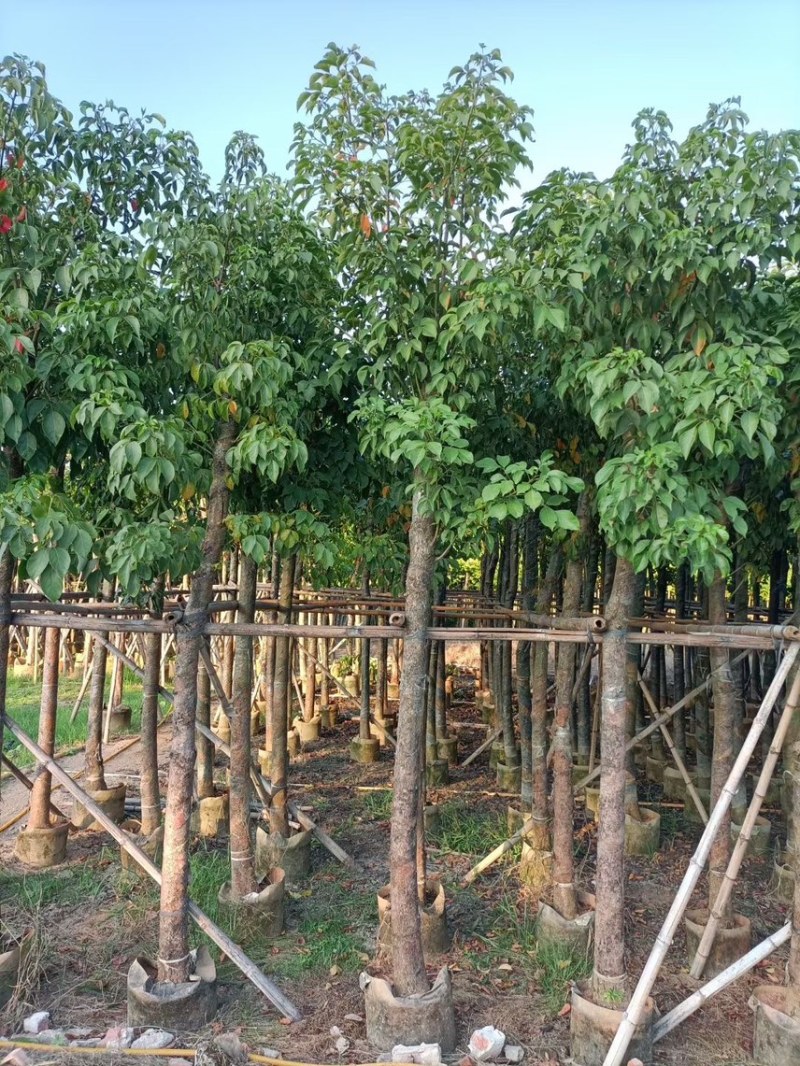 秋枫（重阳木）各种规格齐全，原生苗1.5-2米，移植苗