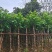 秋枫（重阳木）各种规格齐全，原生苗1.5-2米，移植苗