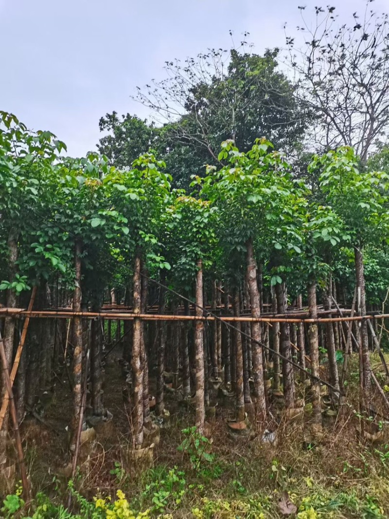 秋枫（重阳木）各种规格齐全，原生苗1.5-2米，移植苗