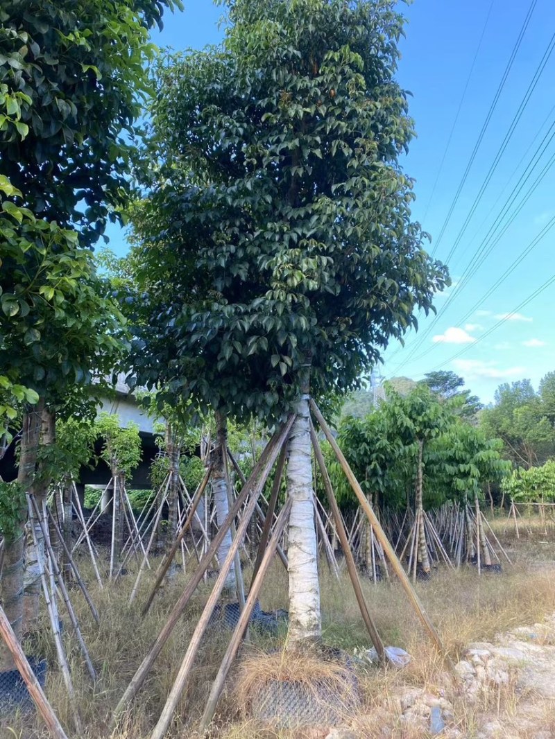 秋枫（重阳木）各种规格齐全，原生苗1.5-2米，移植苗