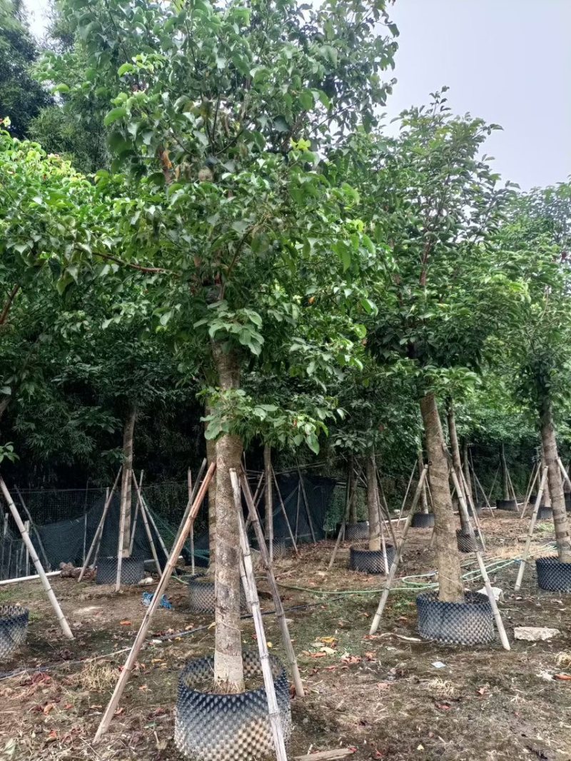 秋枫（重阳木）各种规格齐全，原生苗1.5-2米，移植苗