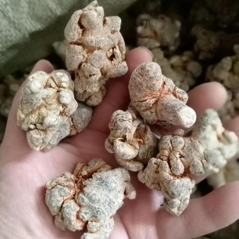 三七文山三七产地一手好货质优价美规格任量大从优
