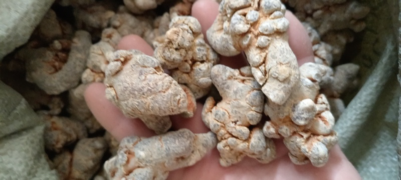 三七文山三七产地一手好货质优价美规格任量大从优