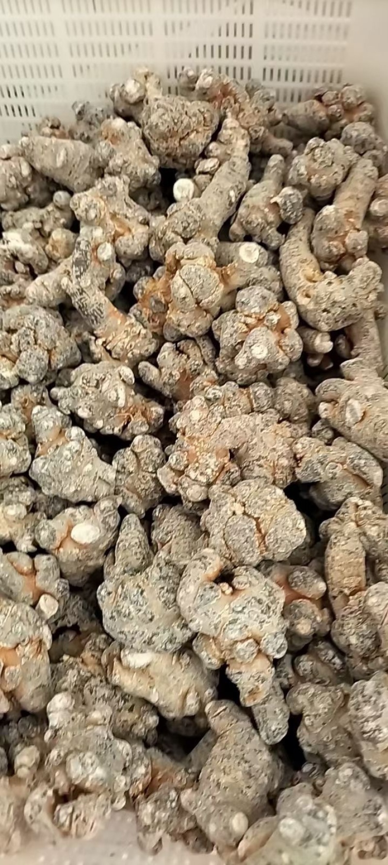 三七文山三七产地一手好货质优价美规格任量大从优