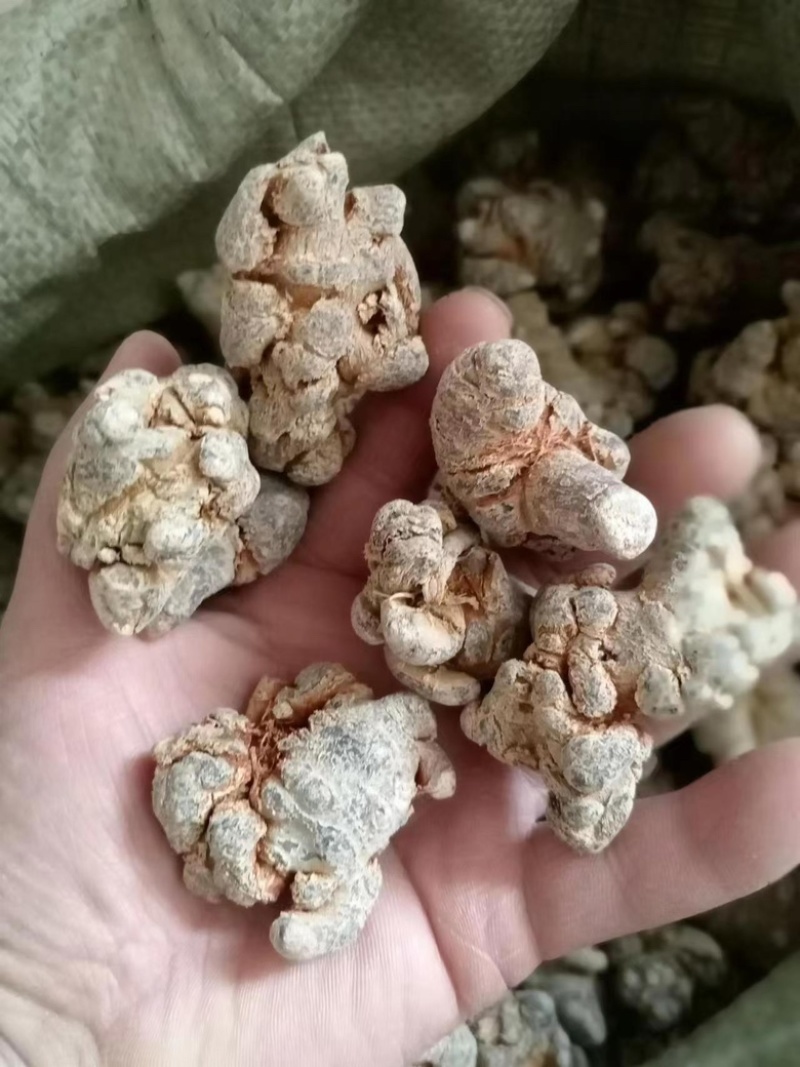 三七文山三七产地一手好货质优价美规格任量大从优