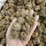 三七文山三七产地一手好货质优价美规格任量大从优