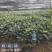 草珊瑚苗～自家苗圃无中间商赚差价，一年两年苗欢迎实地考察