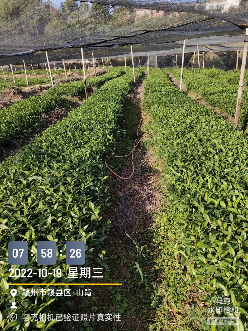 草珊瑚苗～自家苗圃无中间商赚差价，一年两年苗欢迎实地考察