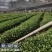 草珊瑚苗～自家苗圃无中间商赚差价，一年两年苗欢迎实地考察