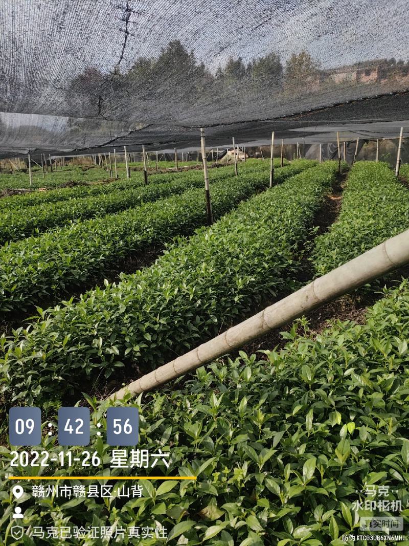 草珊瑚苗～自家苗圃无中间商赚差价，一年两年苗欢迎实地考察