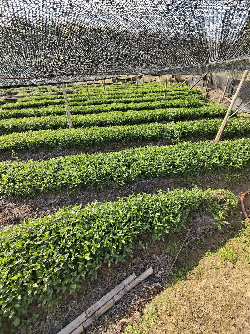 草珊瑚苗～自家苗圃无中间商赚差价，一年两年苗欢迎实地考察