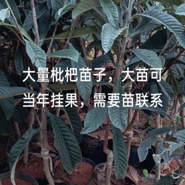 枇杷苗营养杯枇杷苗大五星品种齐全价格低廉
