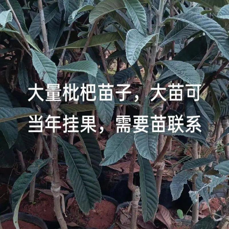 枇杷苗营养杯枇杷苗大五星品种齐全价格低廉