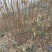 【实力供货】蜂糖李苗，大量上市，两年苗，保质保量，欢迎