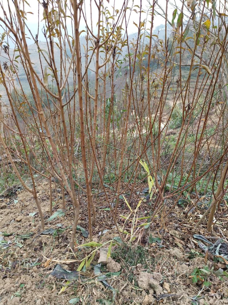 【实力供货】蜂糖李苗，大量上市，两年苗，保质保量，欢迎