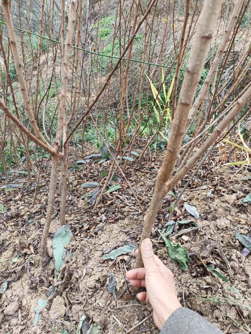 【实力供货】蜂糖李苗，大量上市，两年苗，保质保量，欢迎