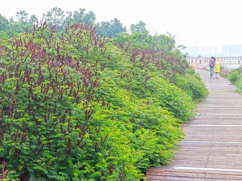 紫穗槐种子园林绿化边坡高速公路铁道护坡固土草灌木草籽