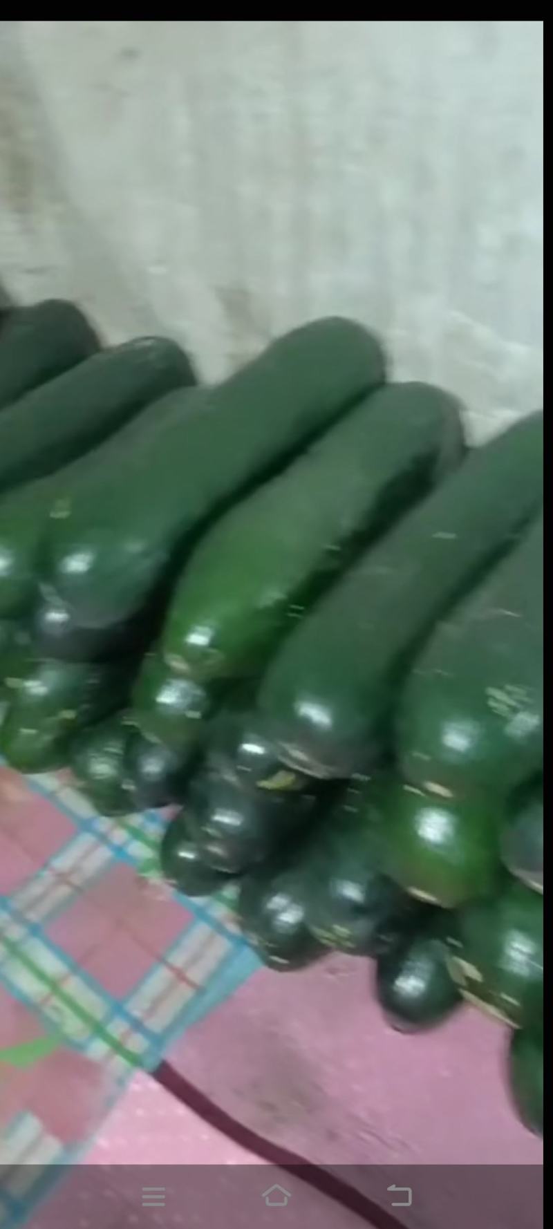 黑皮冬瓜_基地直供-货源充足_保证质量