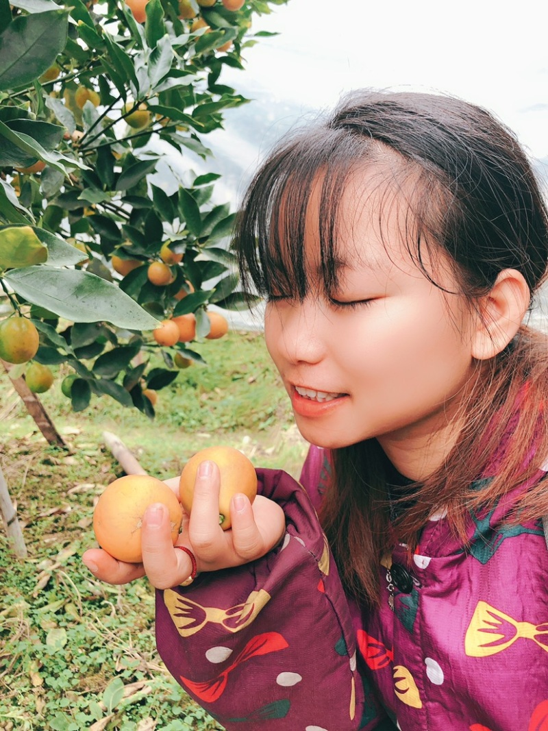 融安滑皮金桔脆蜜金桔