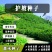 紫穗槐种子园林绿化边坡高速公路铁道护坡固土草灌木草籽