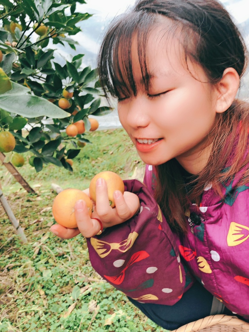 融安滑皮金桔脆蜜金桔