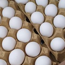 鸡场大量有33/35白蛋日产500件，大厂货源