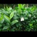 出售栀子花苗
