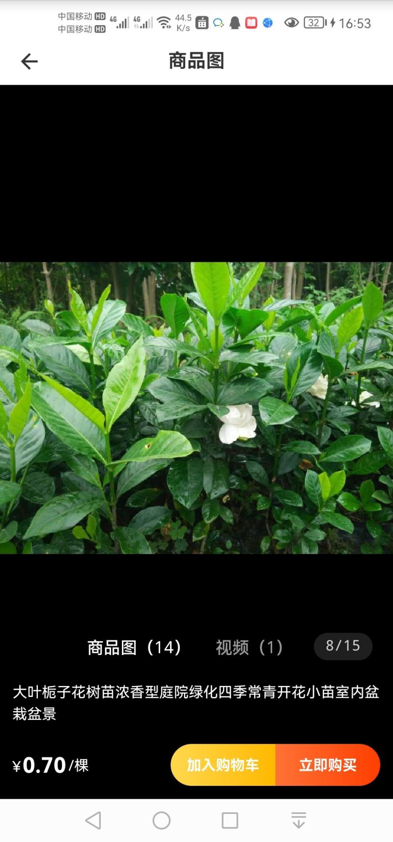 出售栀子花苗